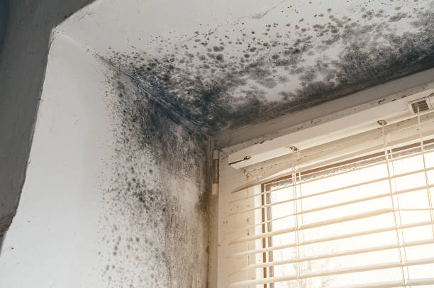 Affordable Attic Mold Removal solutions in Lincoln University, PA